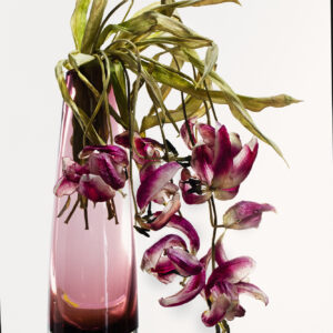 Flowers – Still Life Rosa