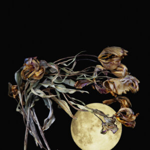 Flowers – Poesia Alla Luna