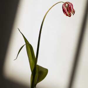 Flowers – …I was waiting for you
