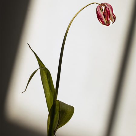 Flowers – …Ti aspettavo