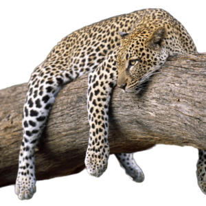 Leopardo