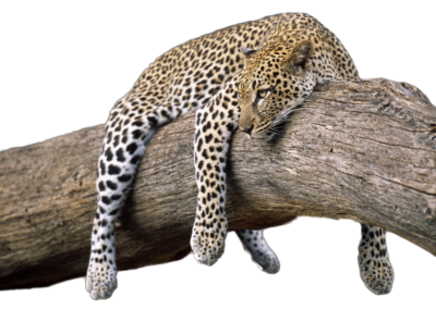 Leopard