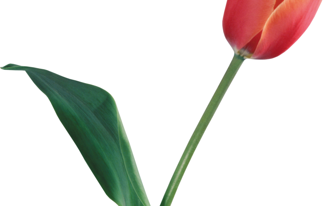 Tulip