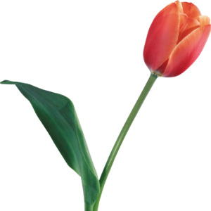 Tulipano