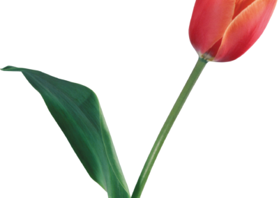 Tulip